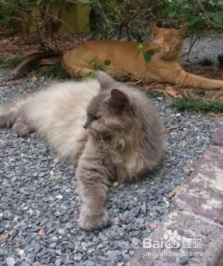 为什么有的猫特别凶？