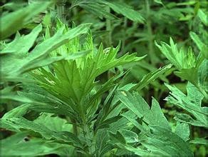 孩子长痱子怎么办?