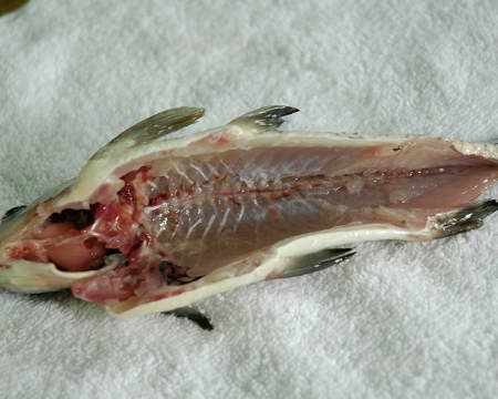 烹饪鱼虾类知识 百度经验 烹饪鱼虾类知识 百度经验