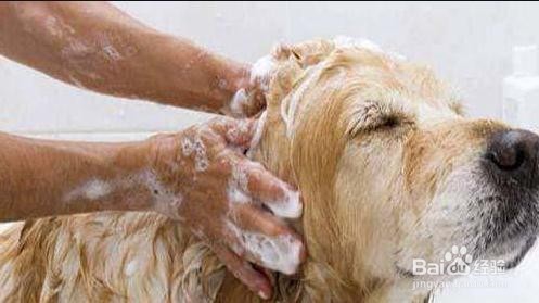 如何做好狗狗的基础护理