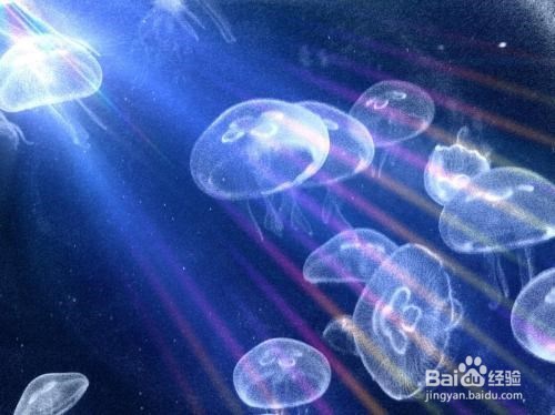 水母怎么吃东西