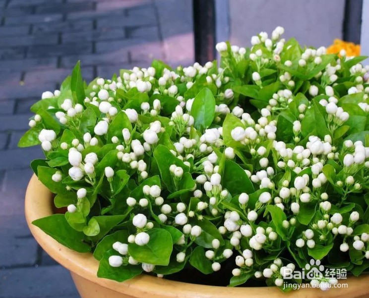 盆栽的茉莉花养室内怎么才容易开花