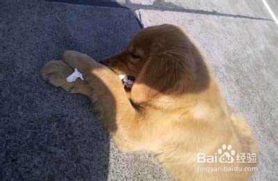 十大妙招搞定吉娃娃饲养