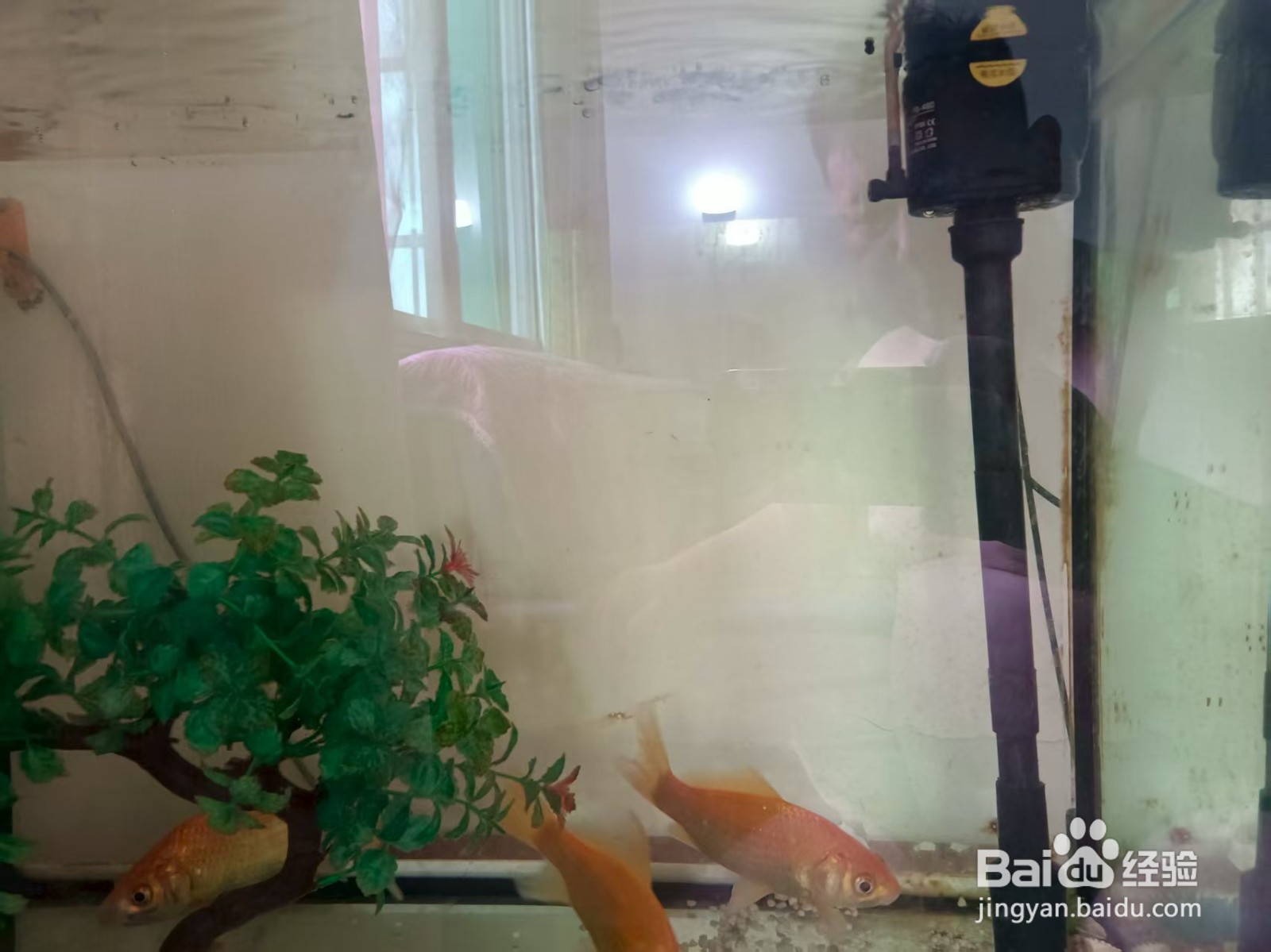 鱼缸少换水妙招