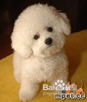 如何了解自家宠物犬?