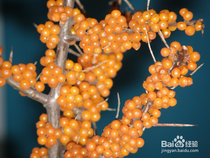 沙棘粉的功效与作用及食用方法