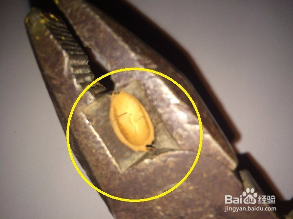用什么工具给甜杏仁剥壳