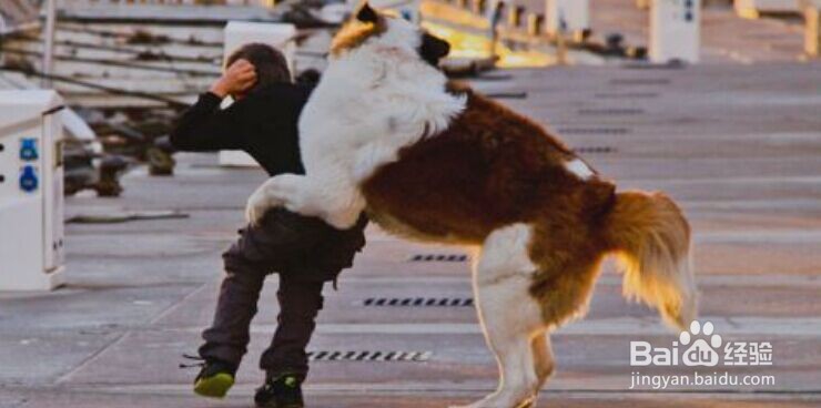 如何避免宠物(狗狗)成为小区的公敌?