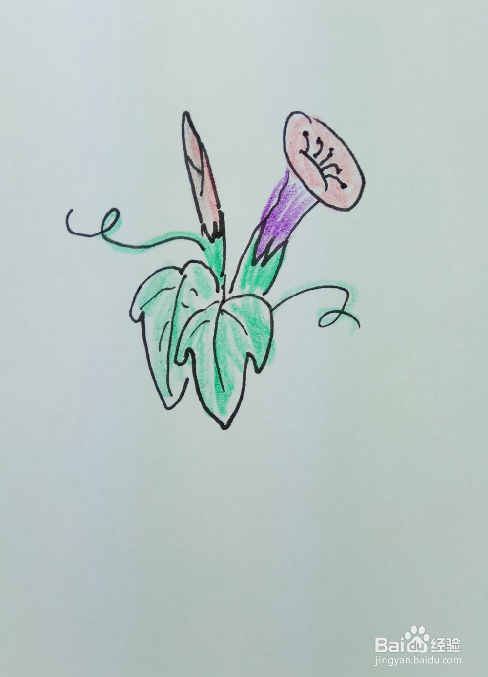 怎样画简笔画“漂亮的牵牛花”?