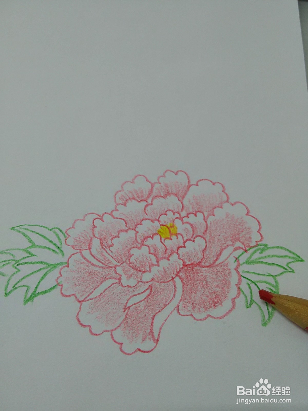 怎么能画好牡丹