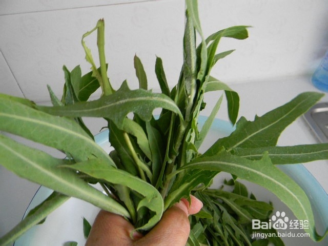 花样主食——苣荬菜鸡蛋水煎包