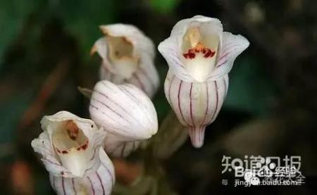 100种兰花品种图鉴，花开瞬间，艳冠群芳！