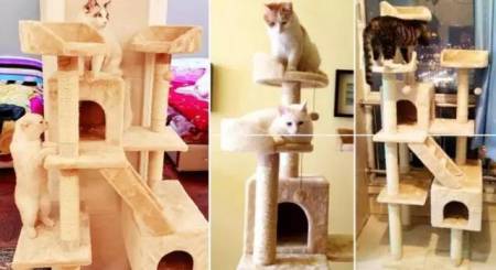 家庭和谐养猫,这些你都做对了吗?