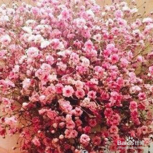 满天星适合室内养殖吗？