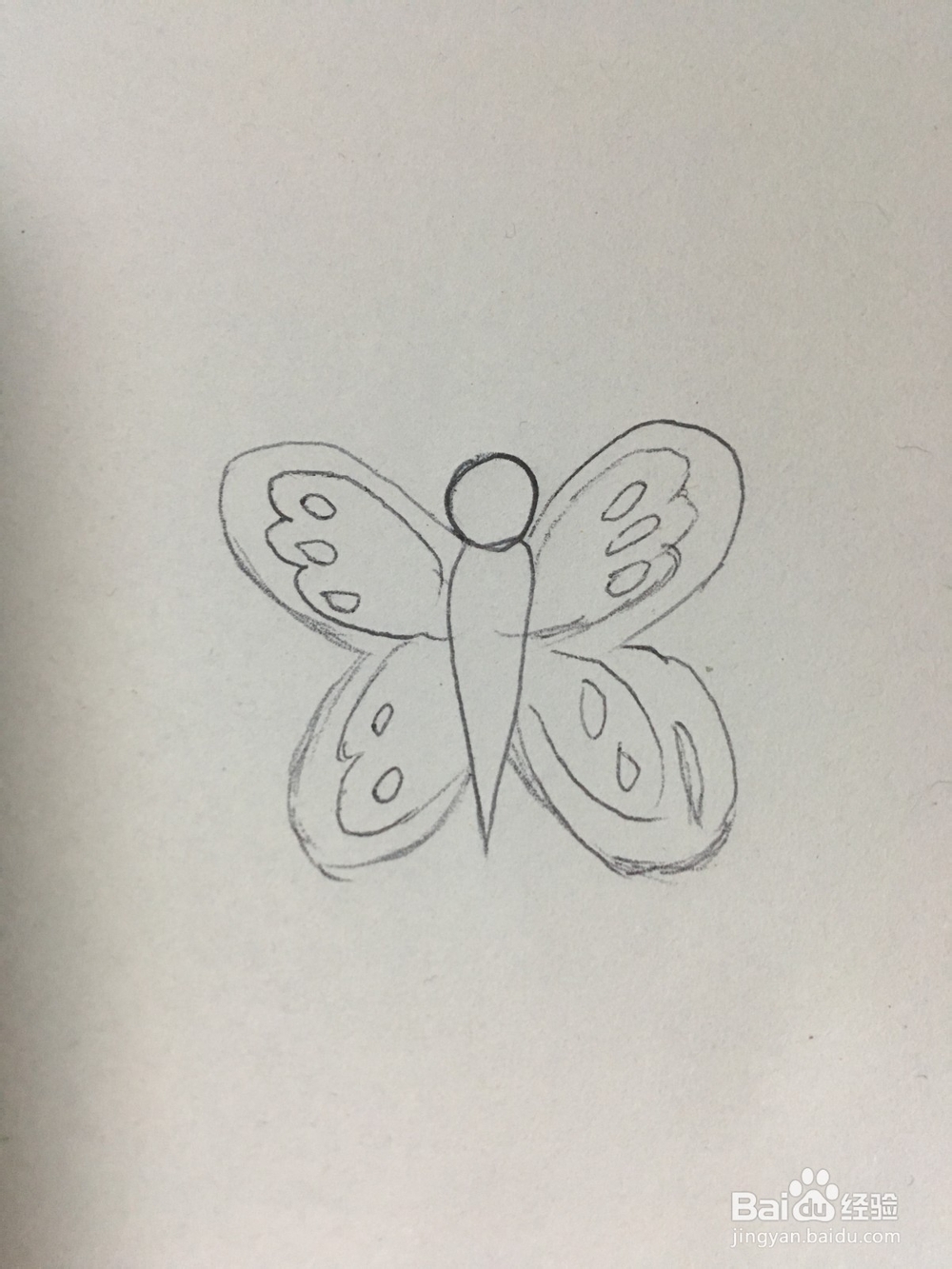 幼儿简笔画：美丽的蝴蝶