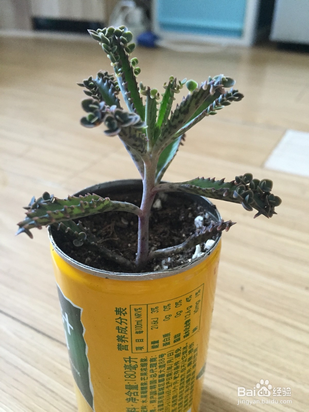 废旧塑料瓶变身小花盆