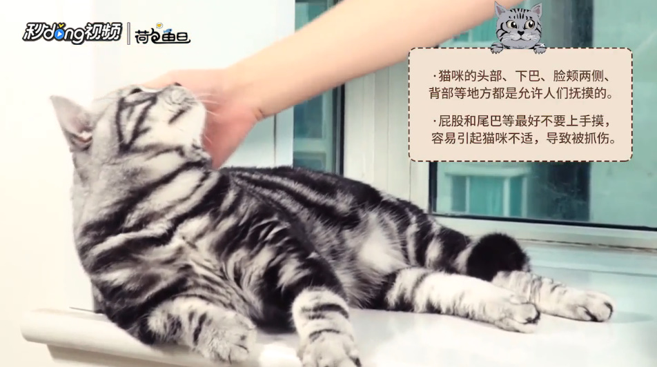 怎样抚摸猫咪