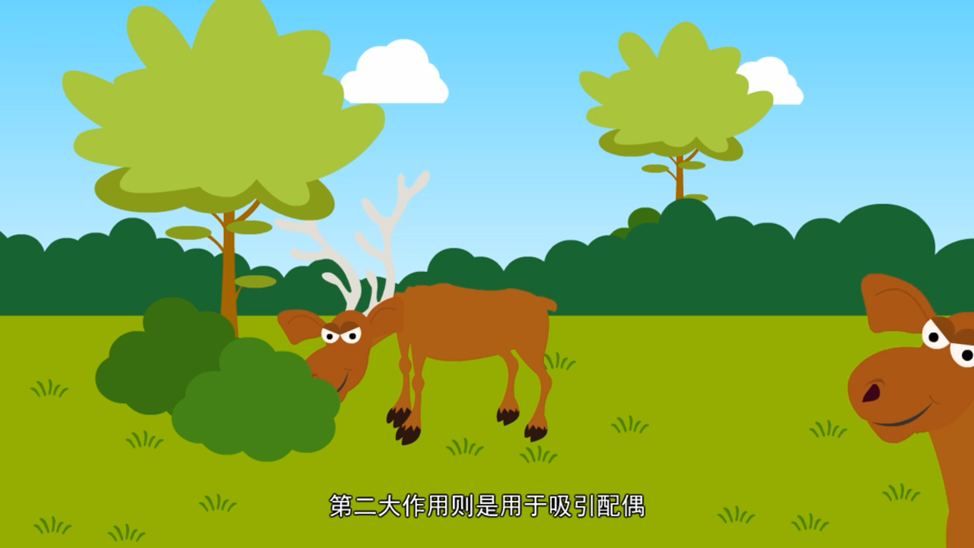 雄鹿的角有什么作用