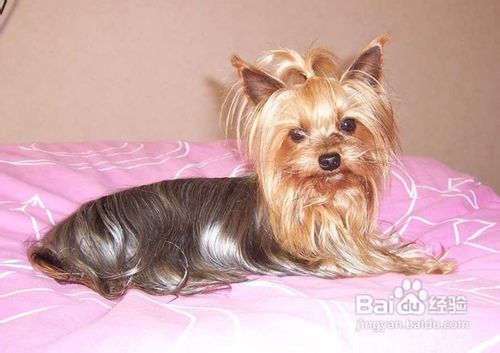 教你如何照顾老龄犬