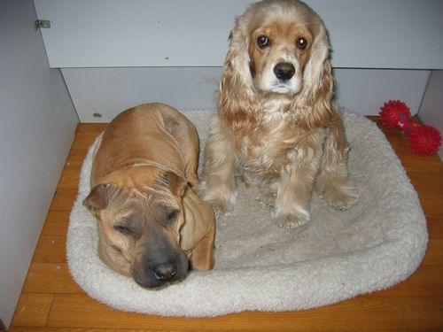 可卡犬价格|可卡训练|为可卡犬自制健康狗粮