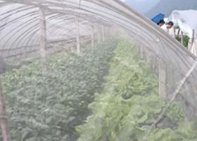 怎样防治番茄黄化曲化病毒病