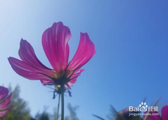 绣球花怎样养植