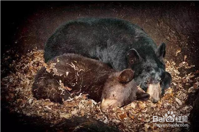 熊是怎么冬眠的