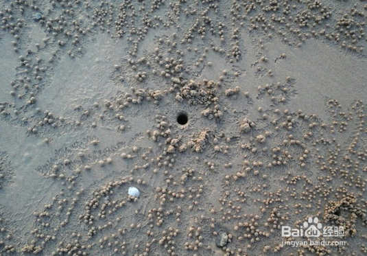 日照赶海好去处-日照旅游攻略