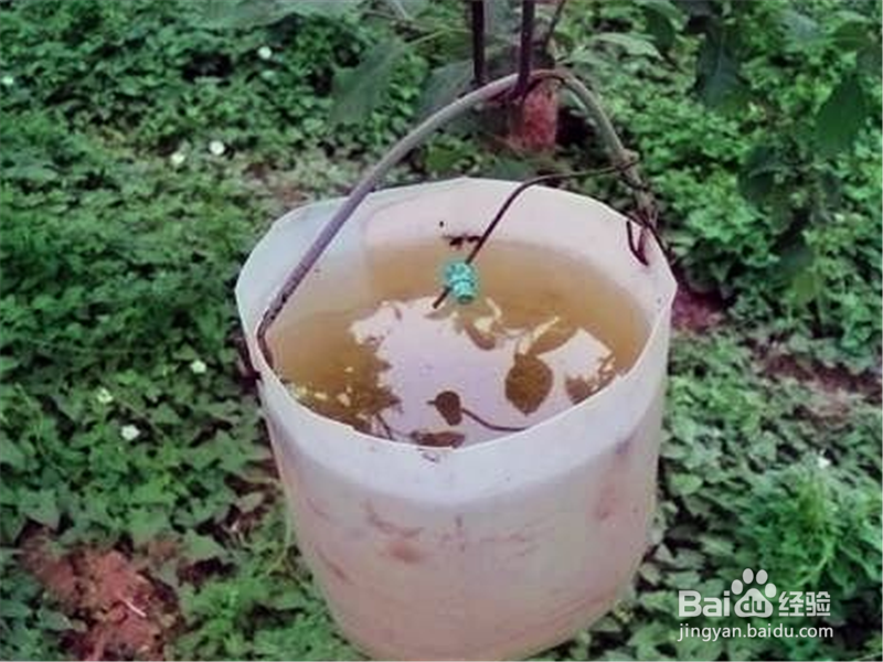 葡萄园毒蜂防治方法