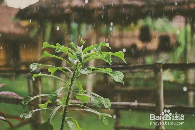 以下哪种现象会在雨水节气出现