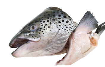 三文鱼各部位切片图解