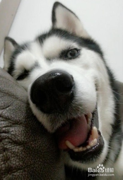 怎么养狗！怎么喂狗！：[1]哈士奇