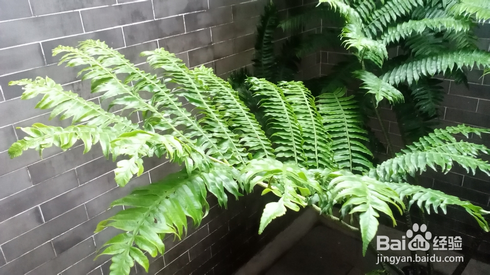 肇庆鼎湖山游记