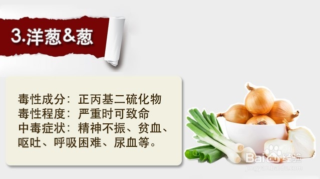狗狗不能吃的15种食物