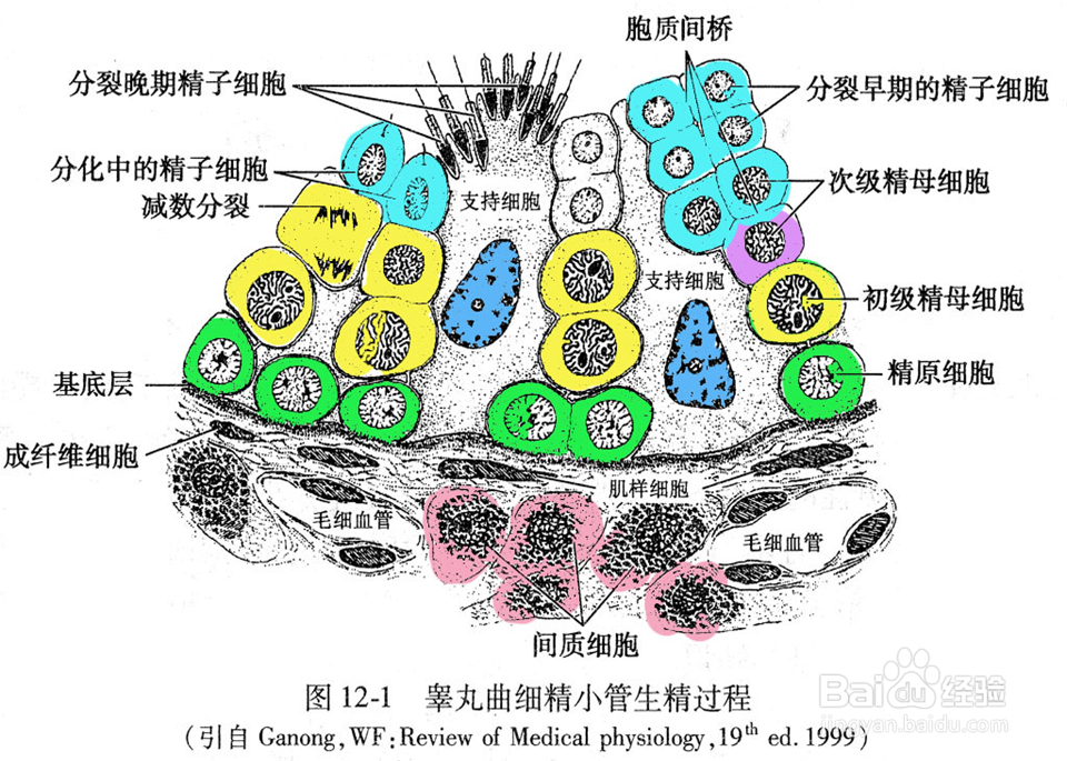 小鼠精子畸形实验