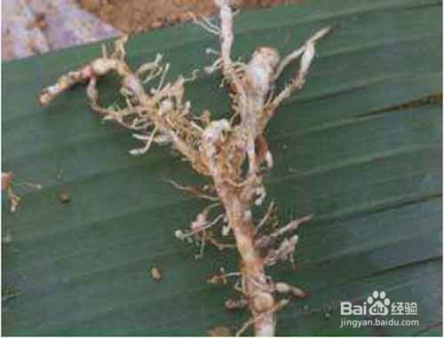 预防根结线虫应该怎样做