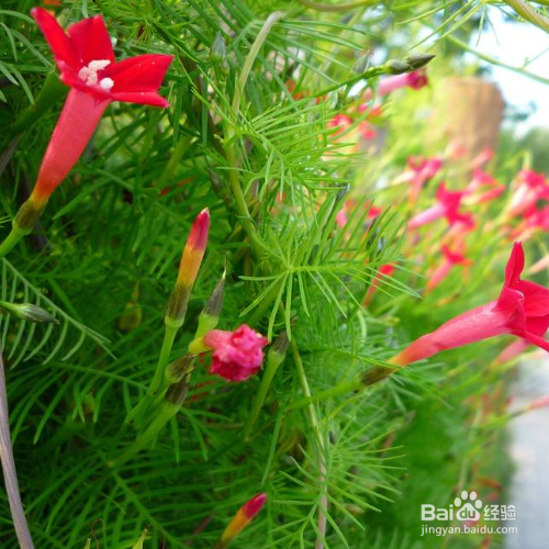 茑萝叶子发黄怎么解决