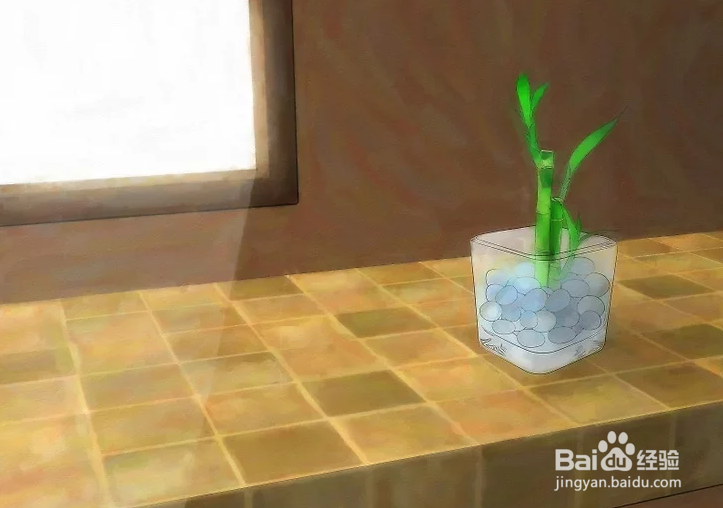 如何种植幸运竹