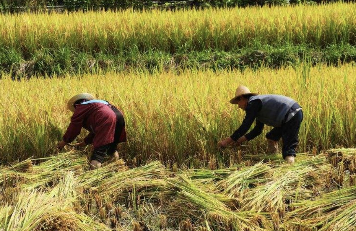 割麦子发朋友圈的说说