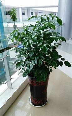 富贵树掉叶子怎么挽救#校园分享#