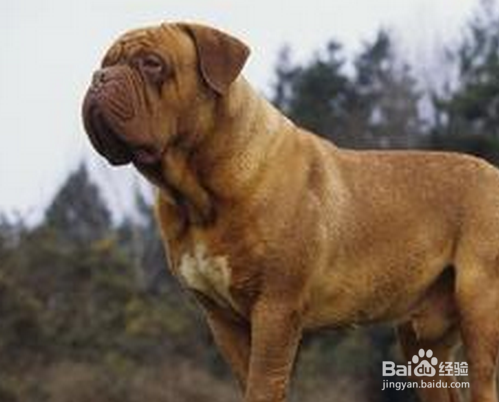 如何喂养出健康的小狗狗