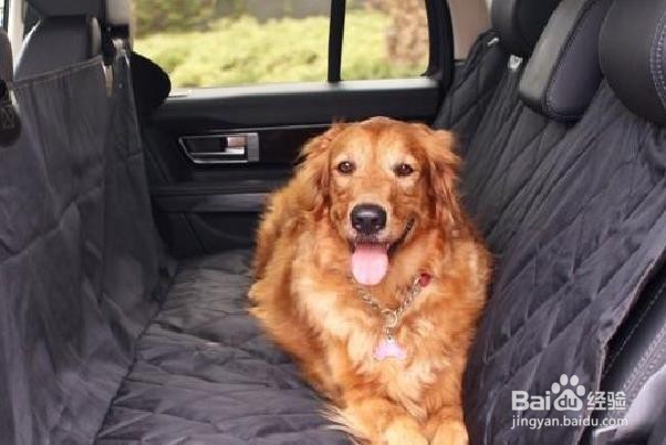 如何去除汽车内饰中的宠物尿渍