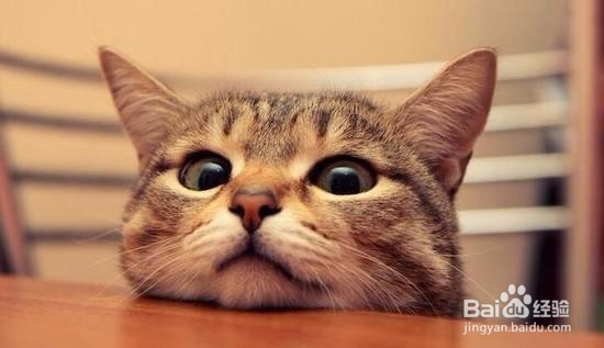 选购猫粮应该注意哪些？