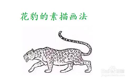 花豹的素描画法 百度经验 花豹的素描画法 百度经验