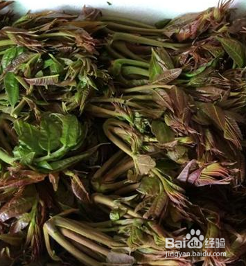 常见能吃的野菜有哪些