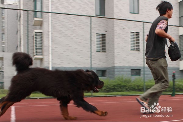 恶狗咬人怎么办 怎么防止恶狗伤人