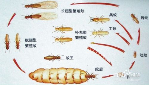 家里有白蚁需要灭怎么收费——专业人士解答