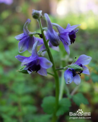 还亮草如何进行养护？