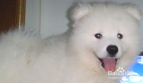 教你萨摩的训练方法