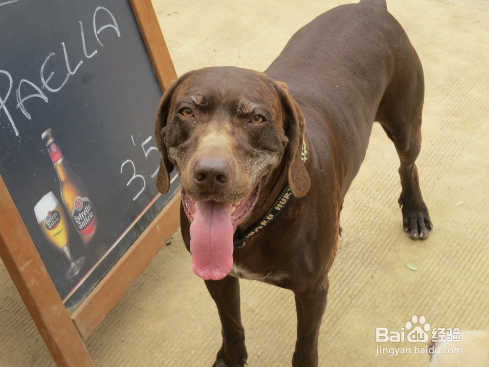 幼犬刚领回家要注意几点